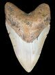 Megalodon Tooth - North Carolina #59072-1